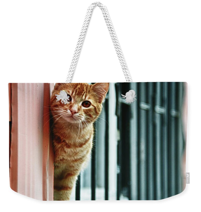 Pets Weekender Tote Bag featuring the photograph Cat In Valparaiso by Riccardo Vallini Pics