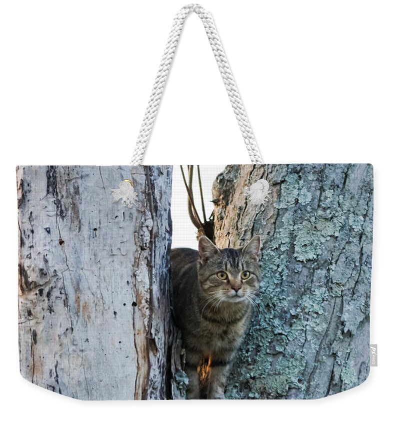 Cat Weekender Tote Bag featuring the photograph Cat On The Lookout by Holden The Moment