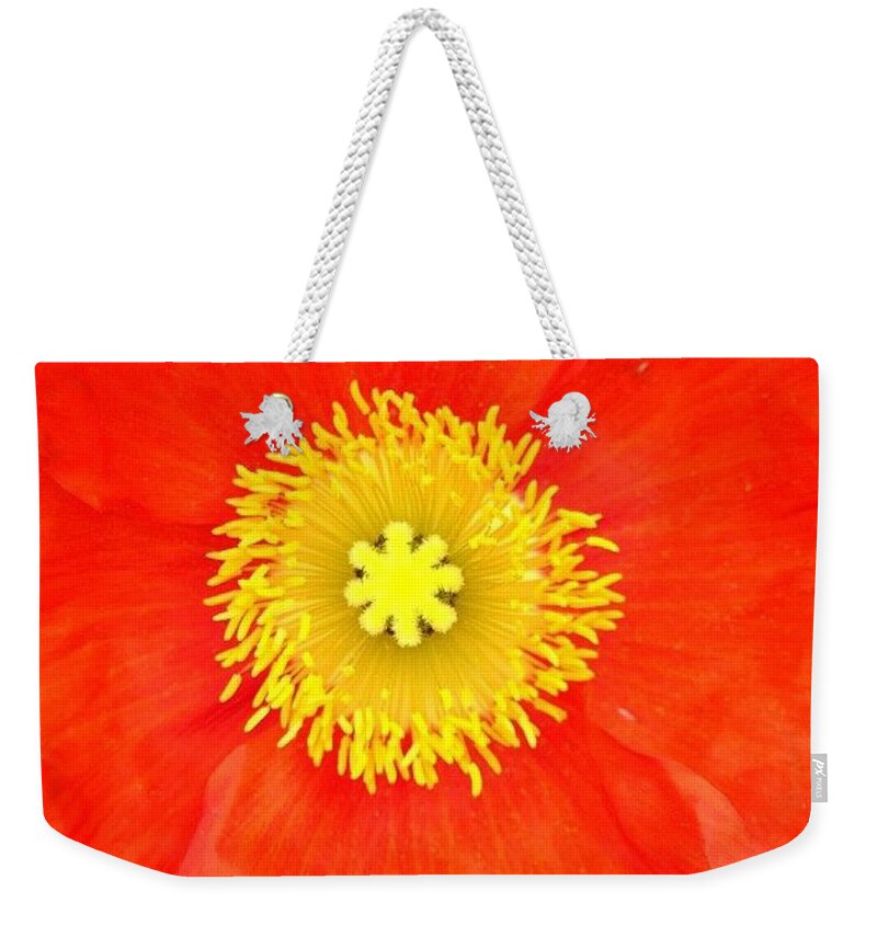 Vibrant Weekender Tote Bag featuring the photograph Caught You Looking by Denise Railey