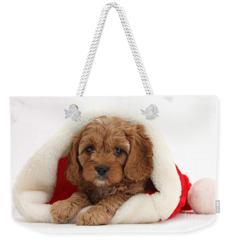 Nature Weekender Tote Bag featuring the photograph Cavapoo Puppy In A Christmas Hat by Mark Taylor