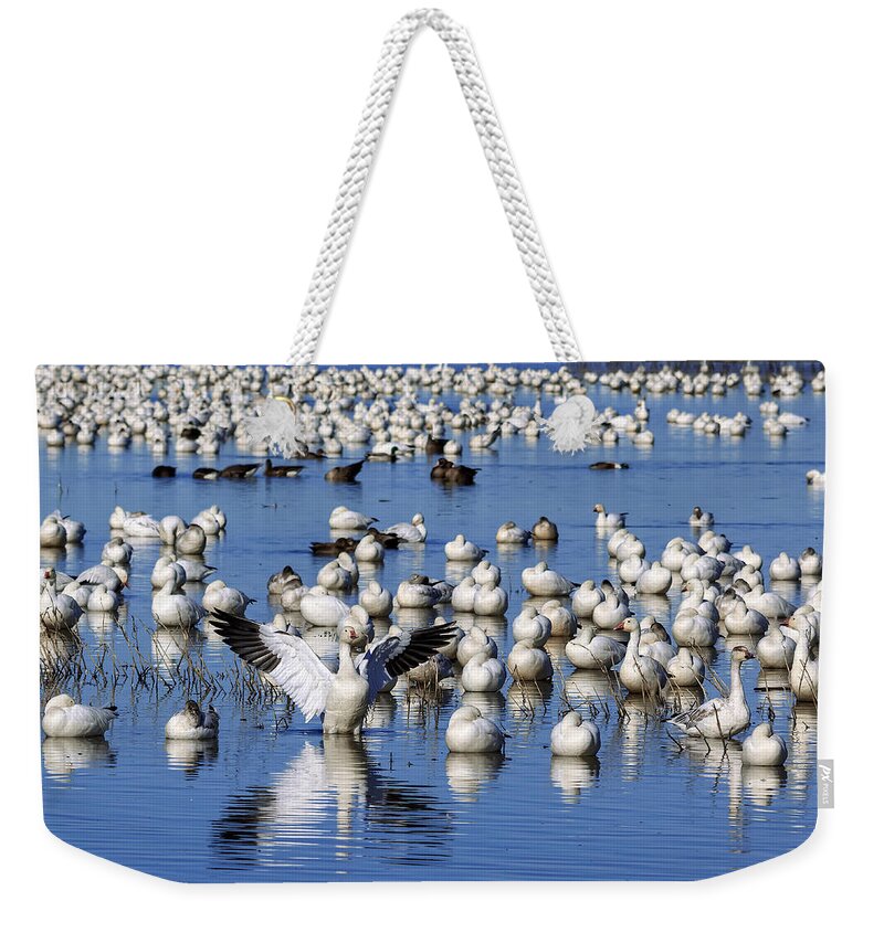 Snow Geese Weekender Tote Bag featuring the photograph Celebrate by Kathleen Bishop
