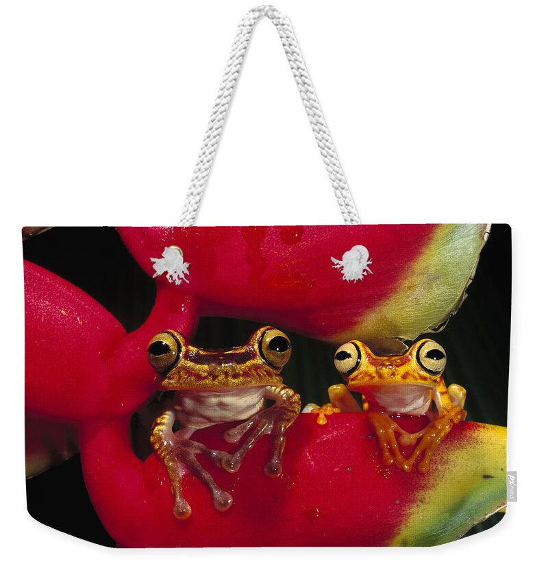 00216498 Weekender Tote Bag featuring the photograph Chachi Tree Frog Pair by Pete Oxford