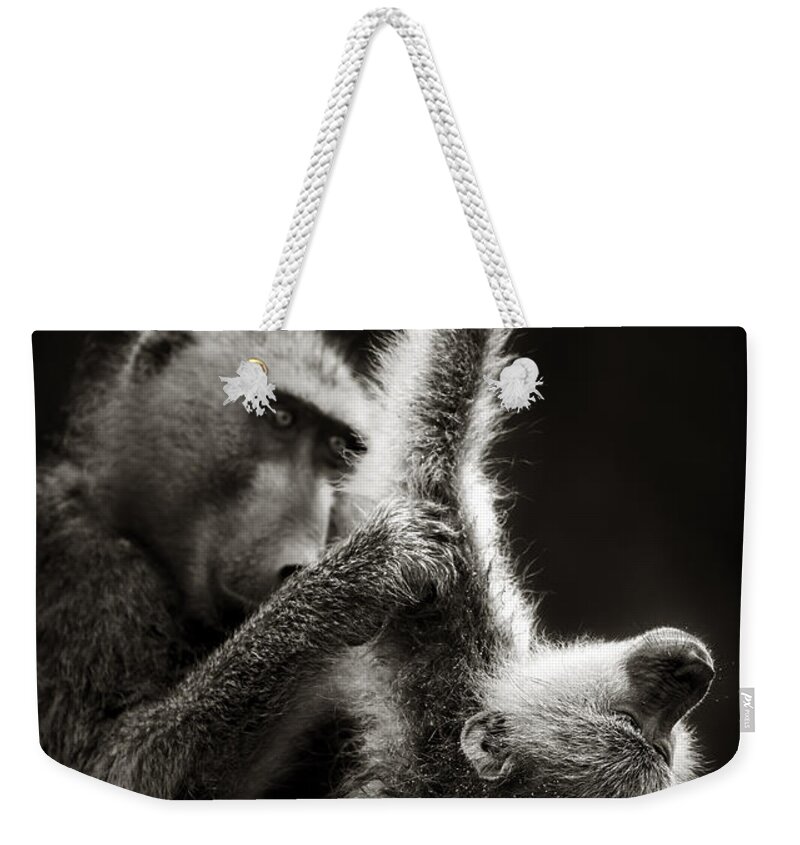 Baboon; Groom; Interact; Clean; Touch; Chacma; Art; Artistic; Monochrome; Black; White; B&w; Wild; Wildlife; Mammal; Animal; Outdoor; Nature; Africa; Two; Nobody; Safari; Wilderness; Behavior; Care Weekender Tote Bag featuring the photograph Chacma Baboons Grooming by Johan Swanepoel