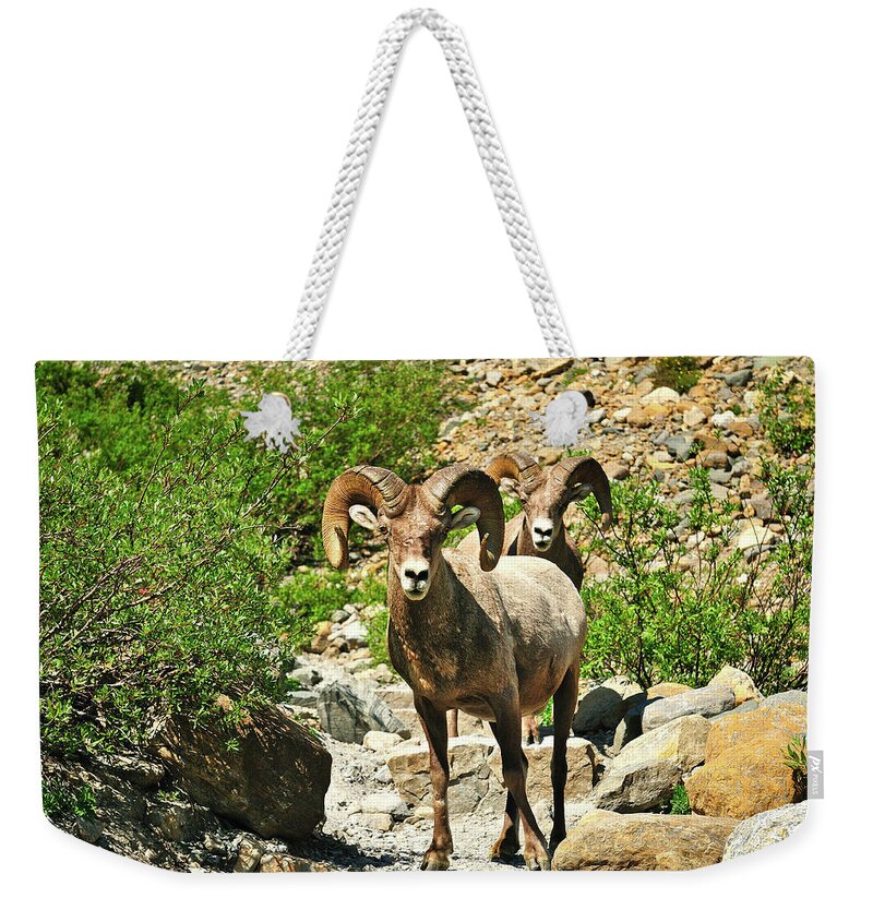 Glacier National Park Weekender Tote Bag featuring the photograph Chance Encounters by Greg Norrell