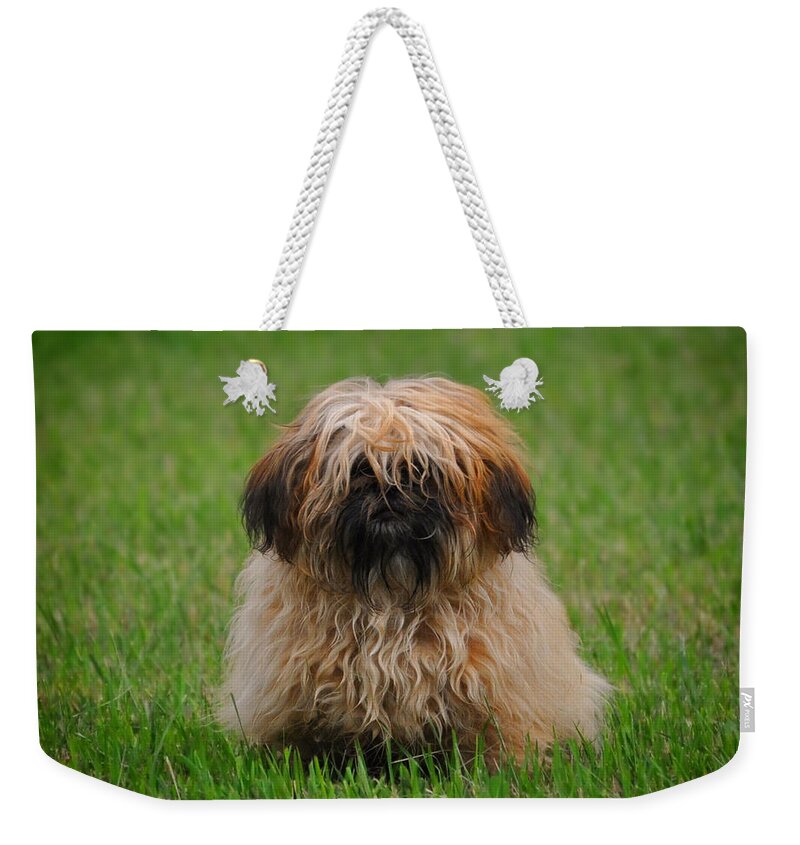 Dog Weekender Tote Bag featuring the photograph Charlie by Greg Norrell