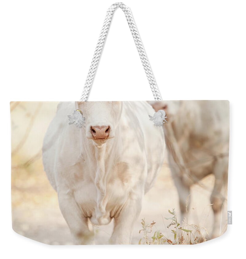 Ranch Weekender Tote Bag featuring the photograph Charolaise Cow Standing & Looking At by Debibishop
