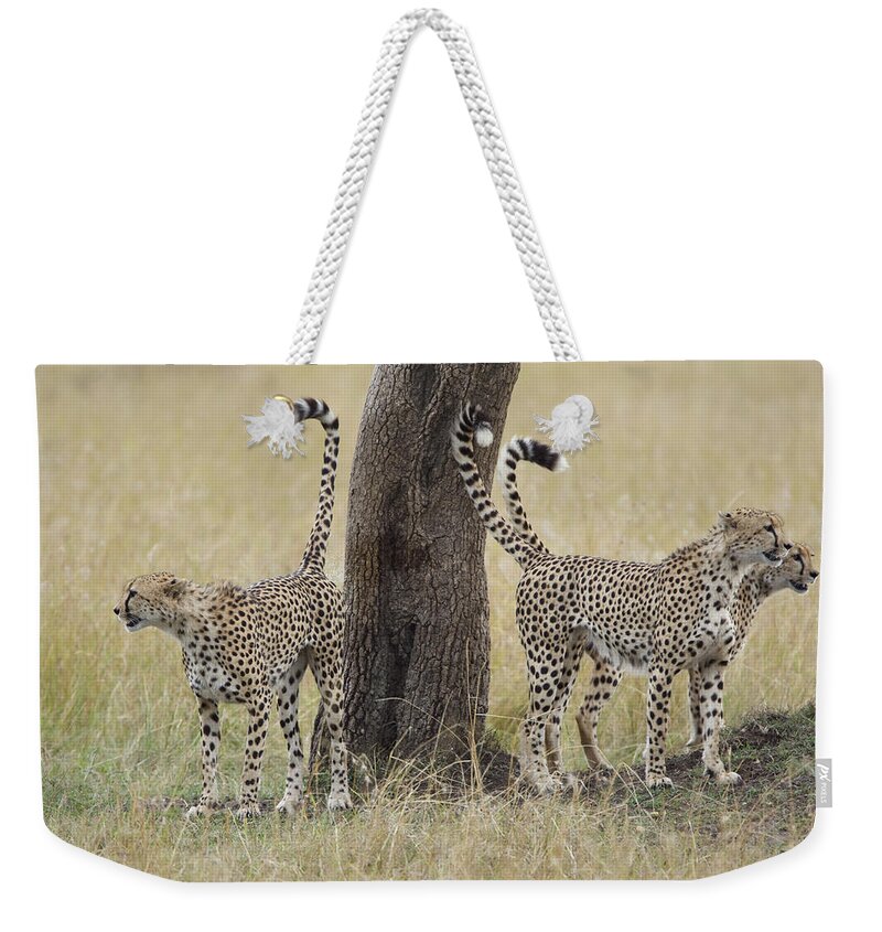 Suzi Eszterhas Weekender Tote Bag featuring the photograph Cheetah Males Marking Tree Kenya by Suzi Eszterhas
