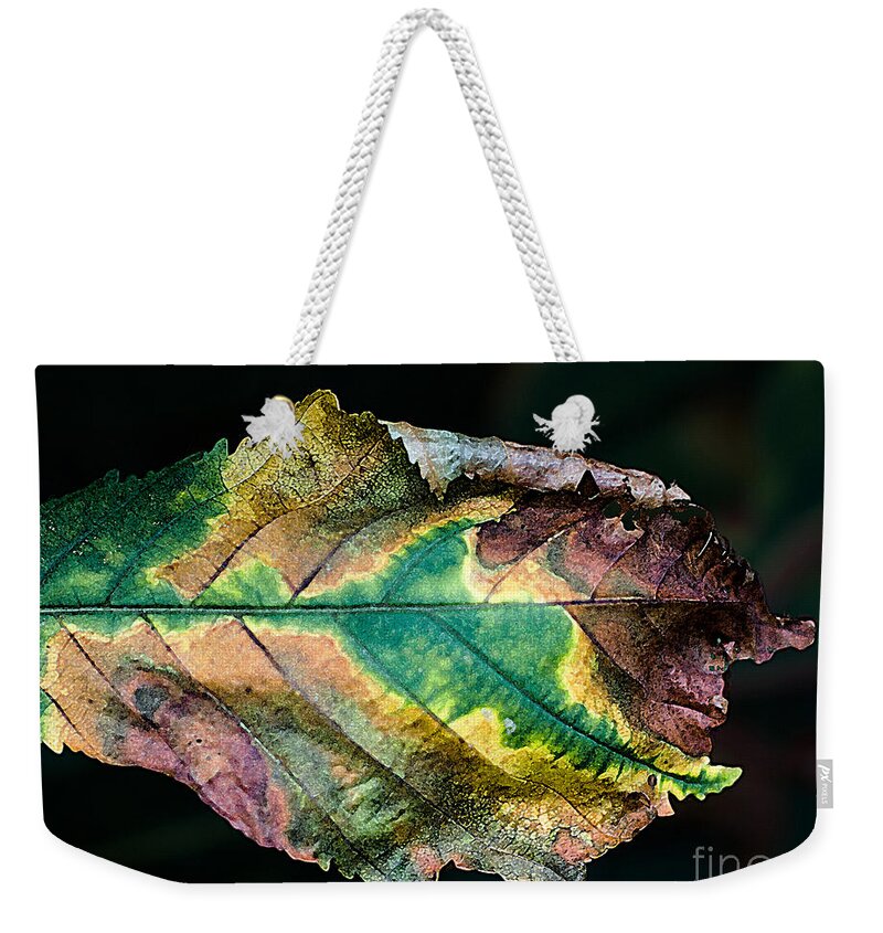 Chestnut Weekender Tote Bag featuring the photograph Chestnut Autumn Mosaic by Barbara McMahon