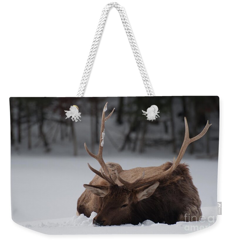 Elk Weekender Tote Bag featuring the photograph Chillin' by Bianca Nadeau
