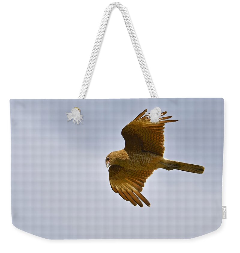 Chimango Caracara Weekender Tote Bag featuring the photograph Chimango by Tony Beck