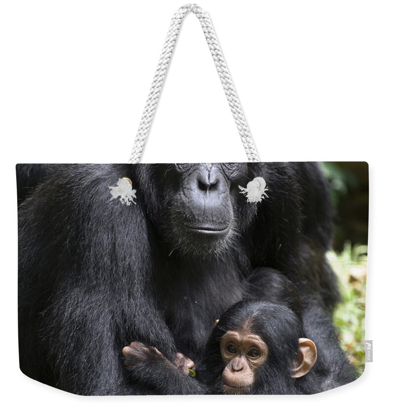 Feb0514 Weekender Tote Bag featuring the photograph Chimpanzee And Infant Uganda by Suzi Eszterhas