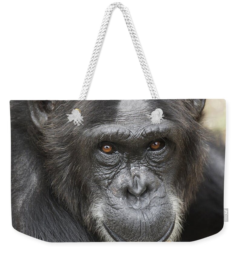 Hiroya Minakuchi Weekender Tote Bag featuring the photograph Chimpanzee Portrait Ol Pejeta by Hiroya Minakuchi