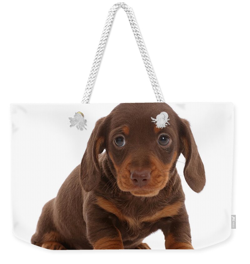 Dachshund Weekender Tote Bag featuring the photograph Chocolate Dachshund Puppy by Mark Taylor