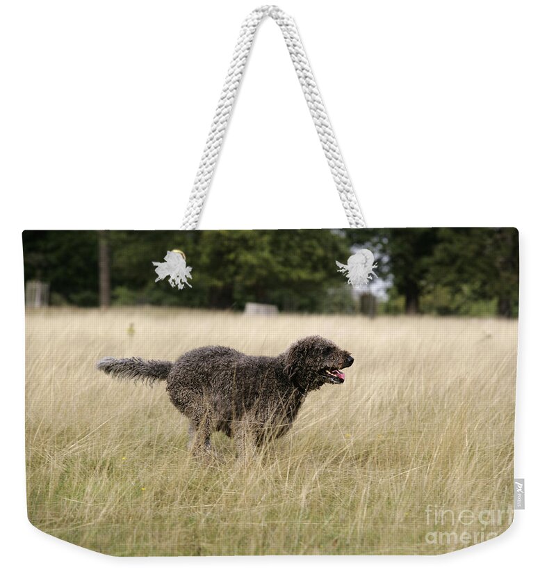 Labradoodle Weekender Tote Bag featuring the photograph Chocolate Labradoodle Running In Field by John Daniels