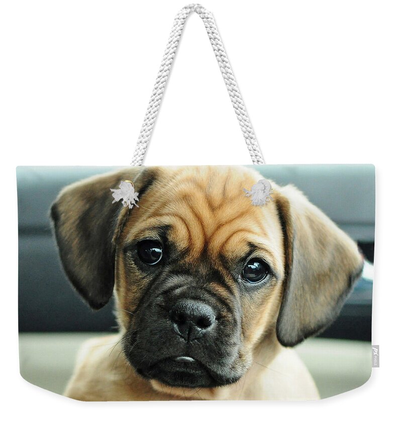 Animal Weekender Tote Bag featuring the photograph Chooch by Lisa Phillips