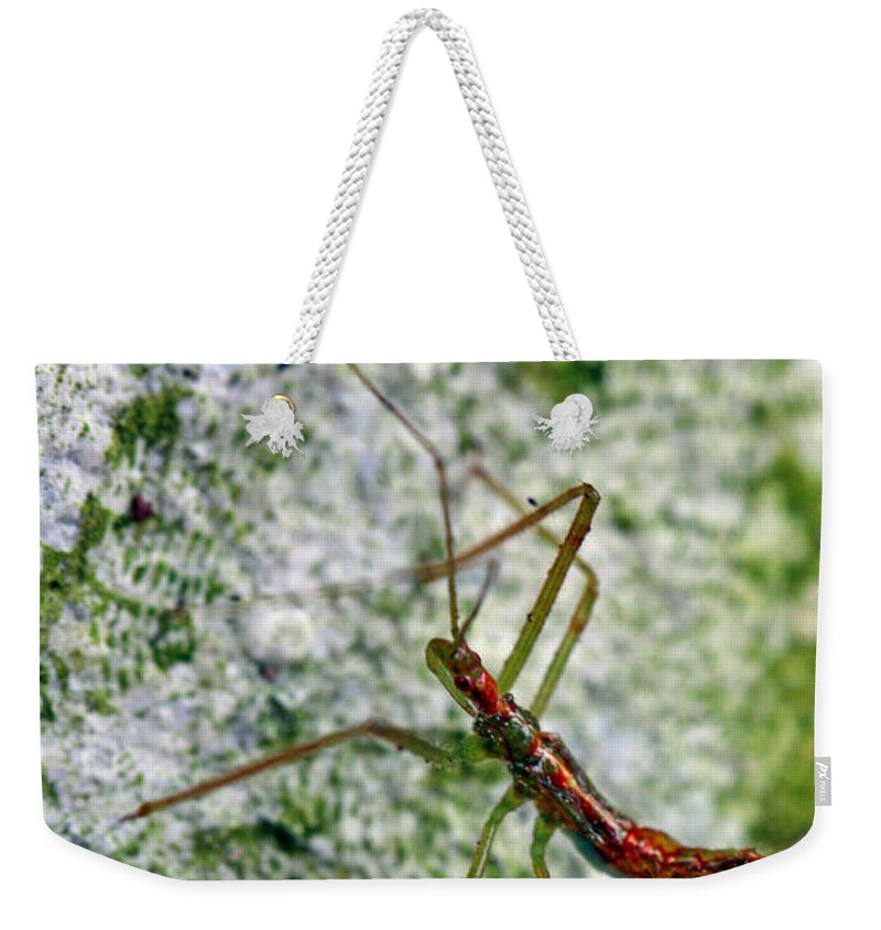 Insects Weekender Tote Bag featuring the photograph Christmas Bug by Jennifer Robin