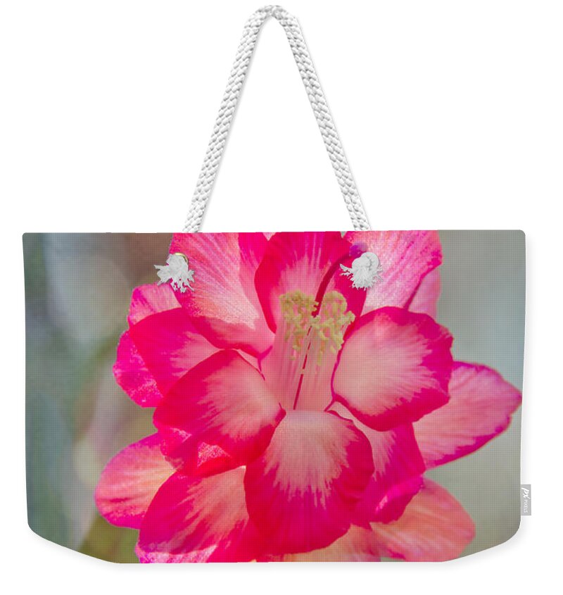 Jemmy Archer Weekender Tote Bag featuring the photograph Christmas Cactus Bokeh by Jemmy Archer