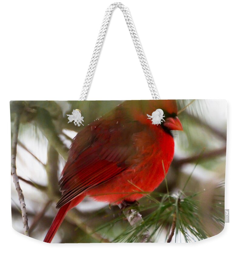 Christmas Cardinal Weekender Tote Bag featuring the photograph Christmas Cardinal by Kerri Farley