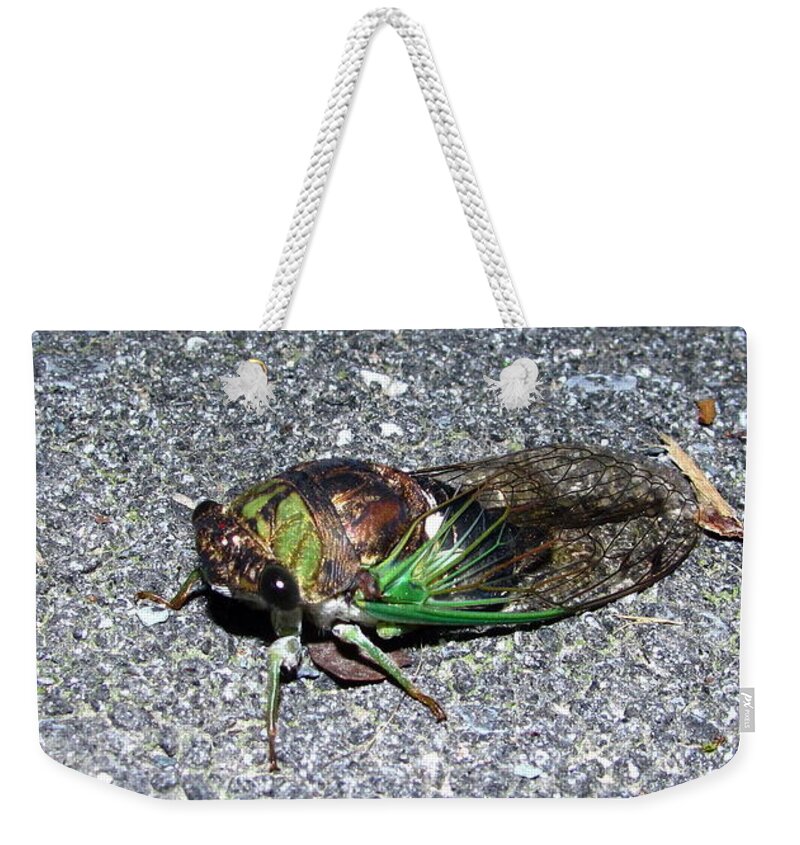 Cicada Images Cicada Pics Cicada Prints Insect Forest Sounds Entomology Biodiversity Food Chain Conservation Preservation Weekender Tote Bag featuring the photograph Cicada by Joshua Bales