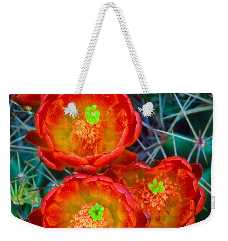 America Weekender Tote Bag featuring the photograph Claret Cup by Inge Johnsson