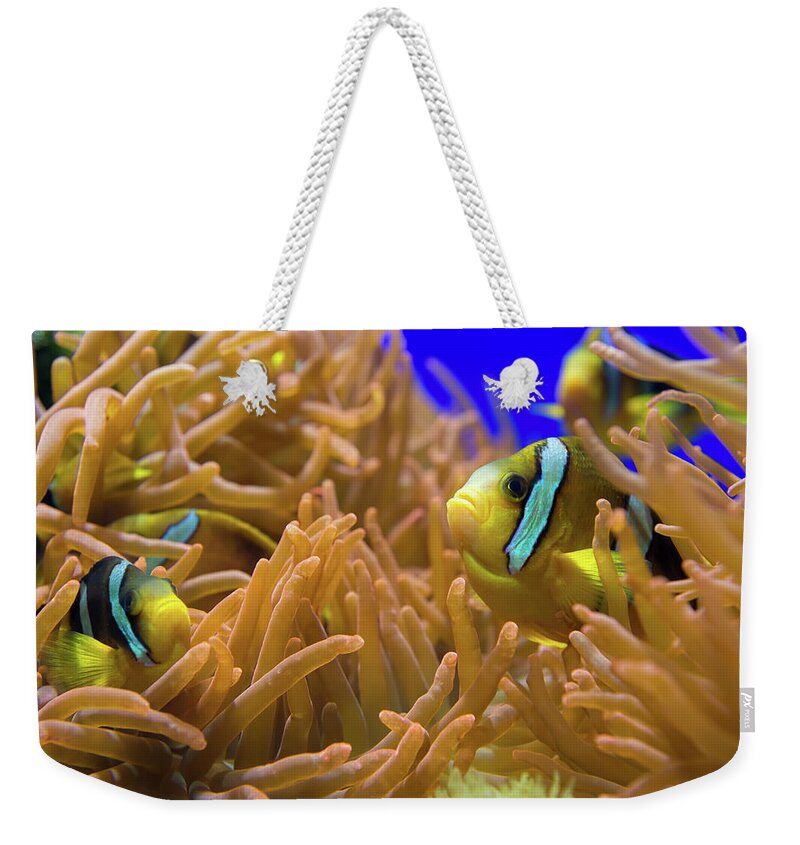 Underwater Weekender Tote Bag featuring the photograph Clarks Anemonfish - Amphiprion Clarkii by Cruphoto