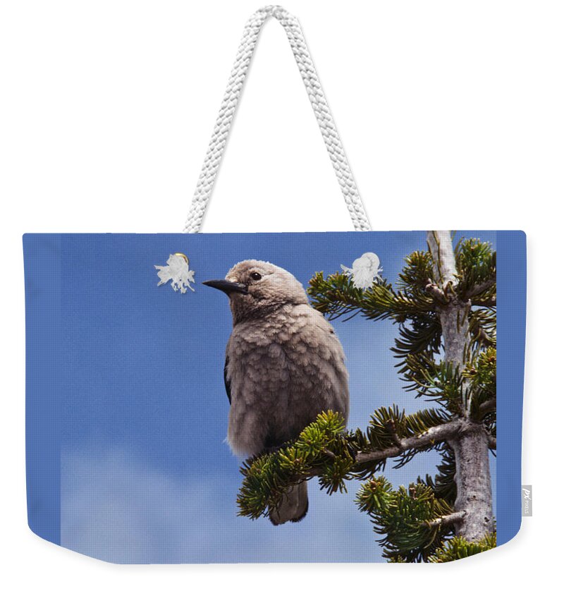 Animal Weekender Tote Bag featuring the photograph Clark's Nutcracker in a Fir Tree by Jeff Goulden