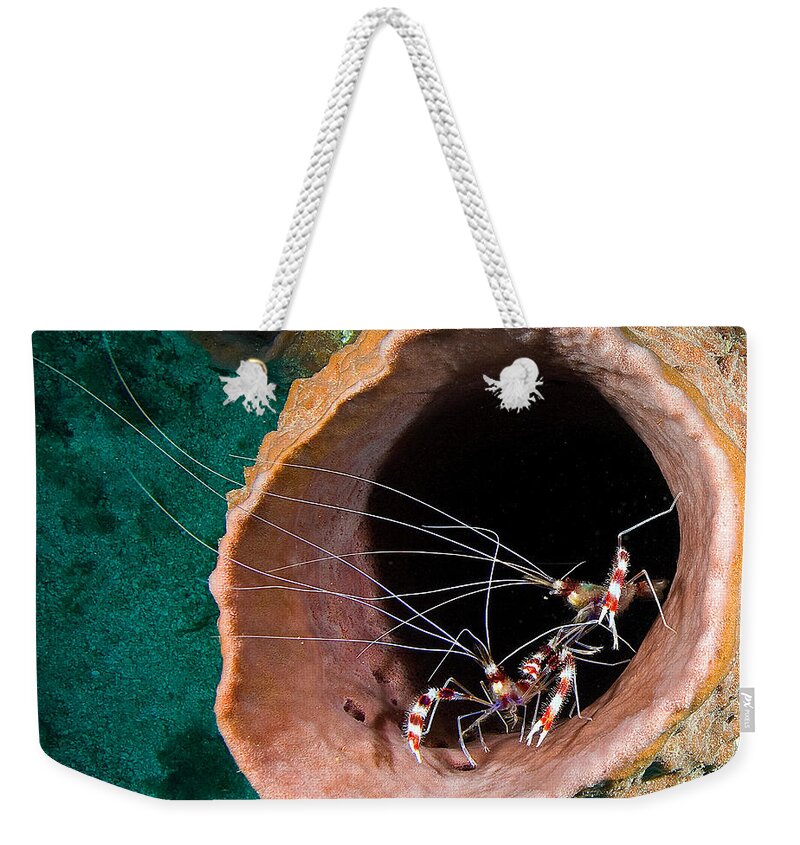 Playa Royal Resort Weekender Tote Bag featuring the photograph Cleaning station by Jean Noren