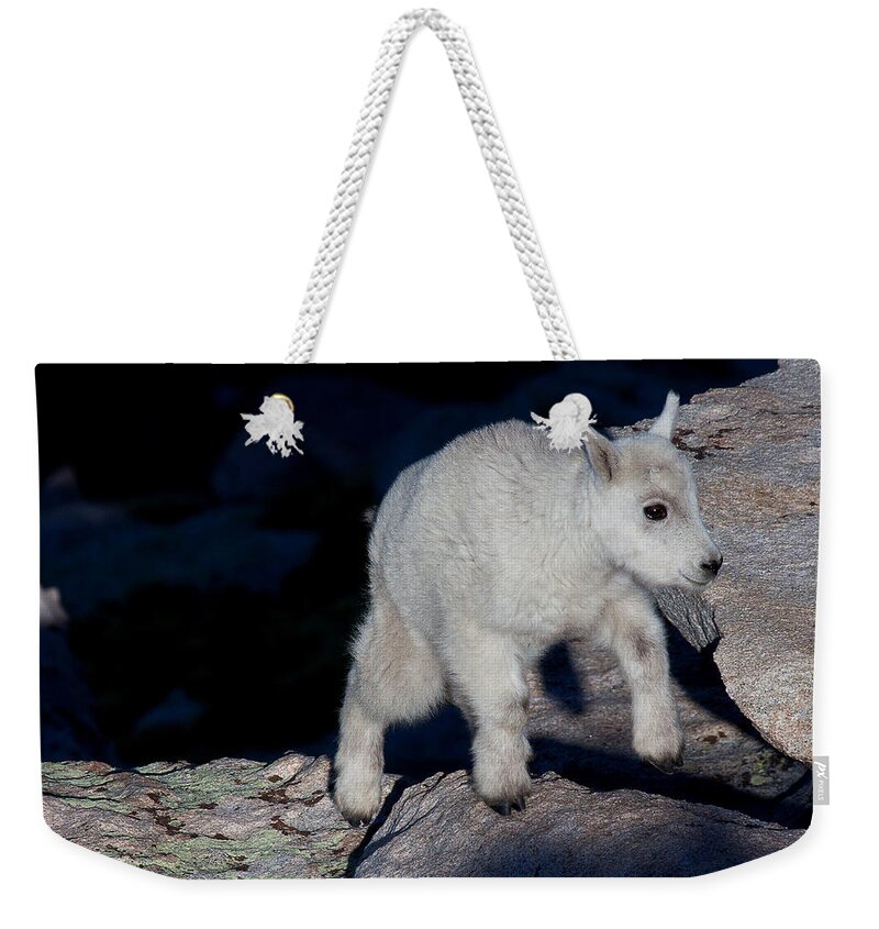 Mountain Goats; Posing; Group Photo; Baby Goat; Nature; Colorado; Crowd; Baby Goat; Mountain Goat Baby; Happy; Joy; Nature; Brothers Weekender Tote Bag featuring the photograph Climb Every Mountain by Jim Garrison