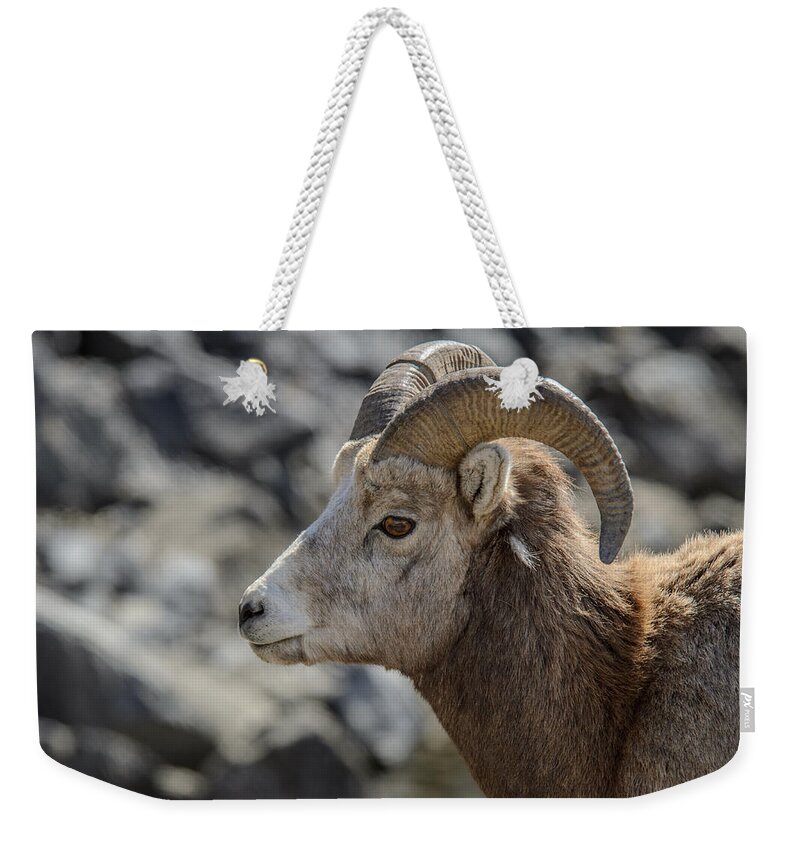 Big Horn Sheep Weekender Tote Bag featuring the photograph Close Big Horn Sheep by Roxy Hurtubise