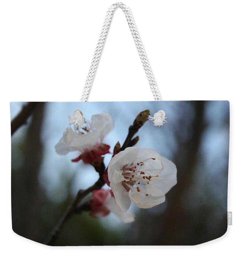 Apricot Blossom Weekender Tote Bag featuring the photograph Close Up Apricot Blossom In Pastel Shades by Taiche Acrylic Art