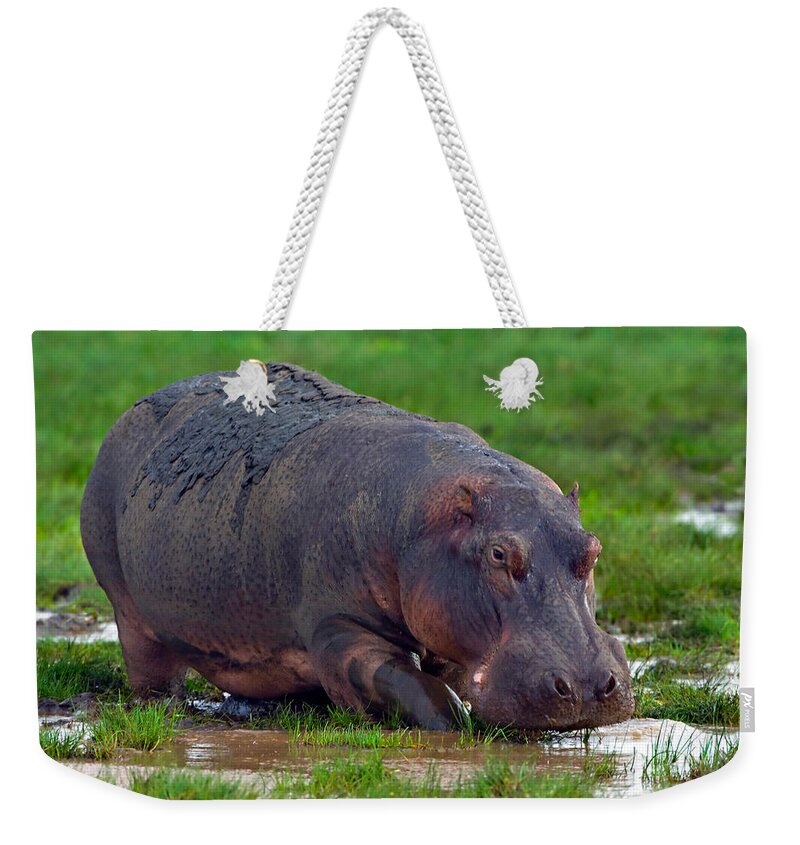 Photography Weekender Tote Bag featuring the photograph Close-up Of A Hippopotamus, Lake by Panoramic Images