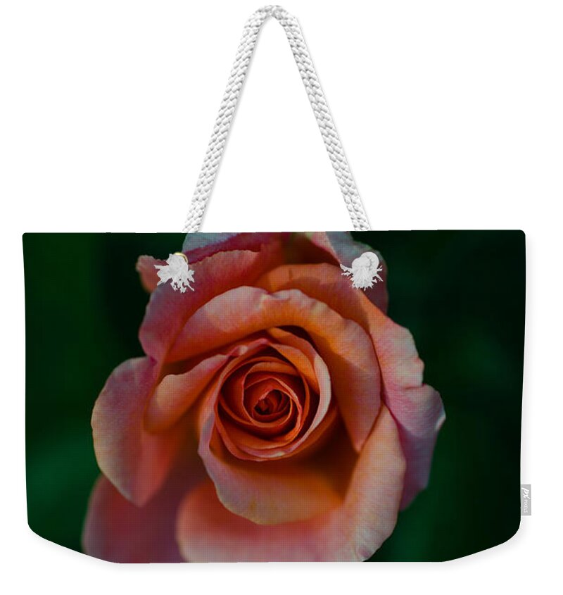 Photography Weekender Tote Bag featuring the photograph Close-up Of A Pink Rose, Beverly Hills by Panoramic Images