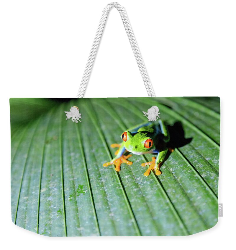 Tranquility Weekender Tote Bag featuring the photograph Close Up Of Red Eyed Tree Frog, Costa by Matteo Colombo