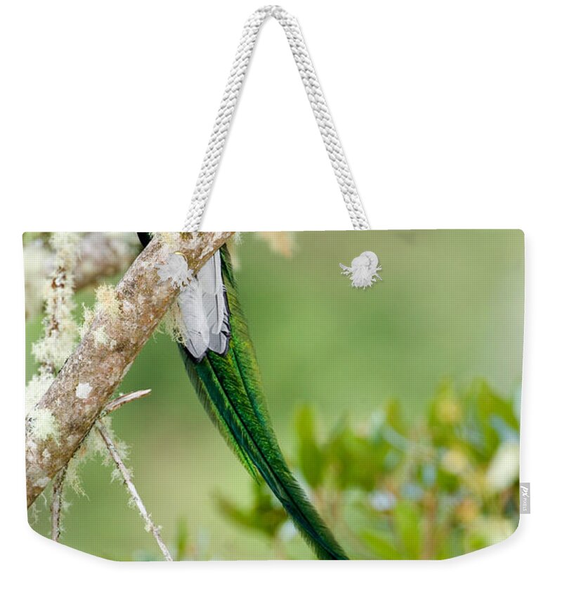 Photography Weekender Tote Bag featuring the photograph Close-up Of Resplendent Quetzal by Panoramic Images