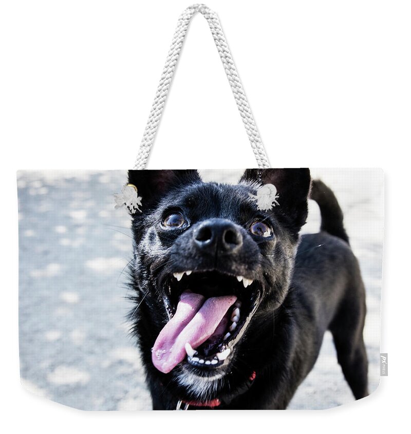 Pets Weekender Tote Bag featuring the photograph Close-up Shot Of A Little Black Dog - by Amandafoundation.org