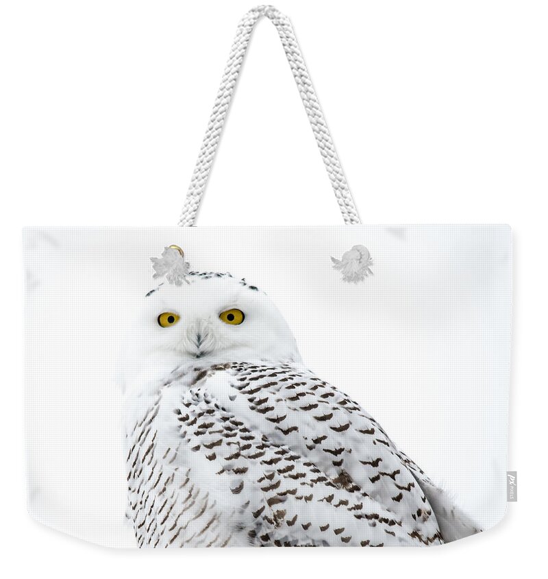 Field Weekender Tote Bag featuring the photograph Close Up Snowy by Cheryl Baxter