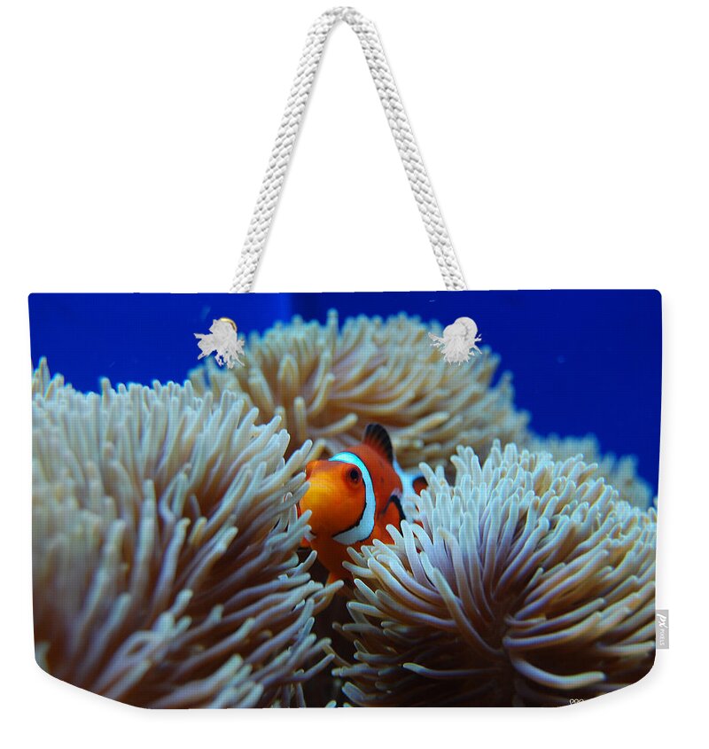 Clown Fish Weekender Tote Bag featuring the photograph Clown Fish in Sea Anemone by Susan Stevens Crosby