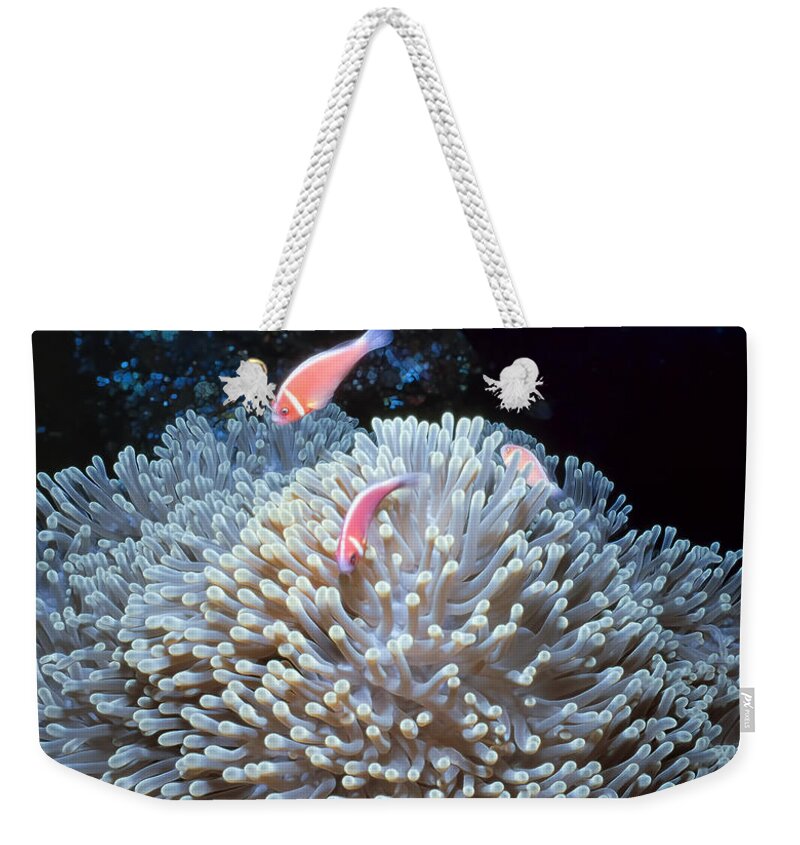 Micronesia Weekender Tote Bag featuring the photograph Clownfish 48 by Dawn Eshelman