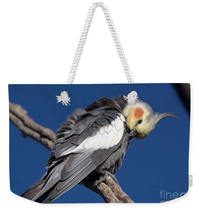 Nymphicus Hollandicus Weekender Tote Bag featuring the photograph Cockatiel - Canberra - Australia by Steven Ralser