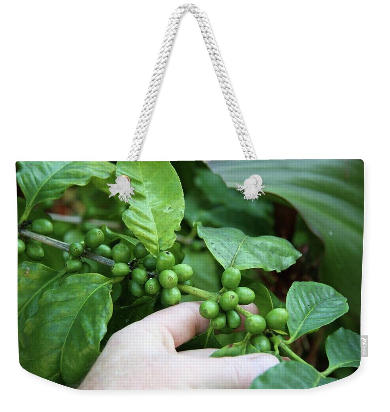People Weekender Tote Bag featuring the photograph Coffee Arabica Fruit And Bean Ripening by Tropic 7 Images