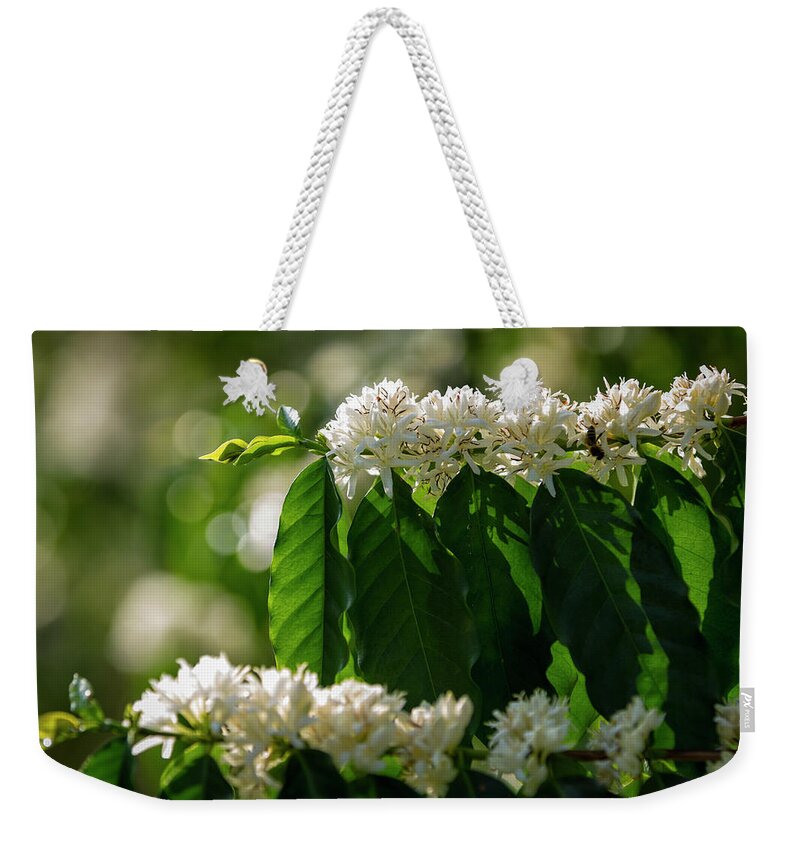 Hanging Weekender Tote Bag featuring the photograph Coffee Coffea Arabia Blossoms, Kona by Alvis Upitis