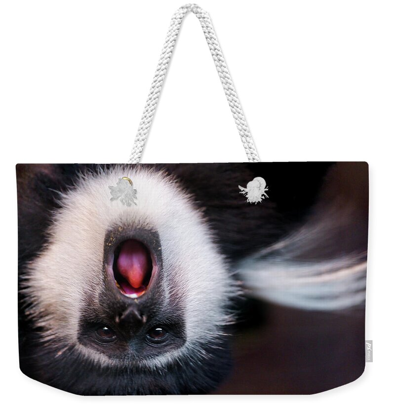 Animal Themes Weekender Tote Bag featuring the photograph Colobus Monkey Upside Down by Picture By Tambako The Jaguar