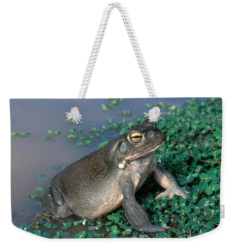 Adult Toad Weekender Tote Bag featuring the photograph Colorado River Toad by Karl H. Switak