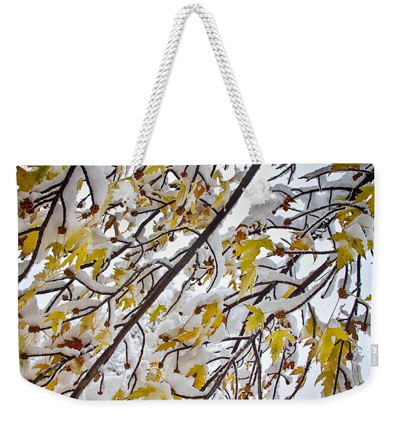 Tree Weekender Tote Bag featuring the photograph Colorful Maple Tree Branches In The Snow 3 by James BO Insogna