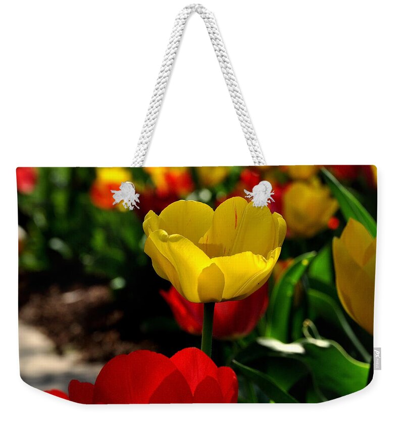 Floral Weekender Tote Bag featuring the photograph Colorful Spring Tulips by Nava Thompson