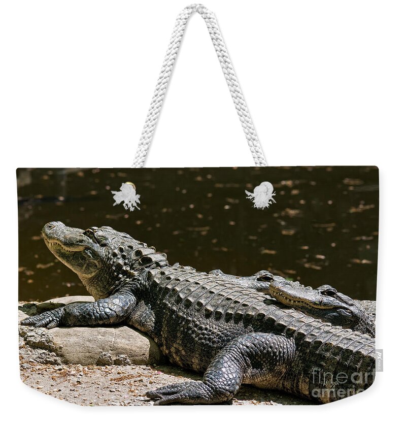 Alligator Weekender Tote Bag featuring the photograph Comfy Cozy by Lois Bryan