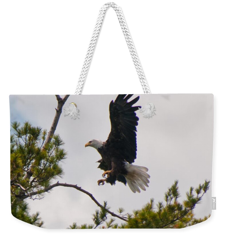 Bald Eagle Weekender Tote Bag featuring the photograph Coming in For a Landing by Brenda Jacobs
