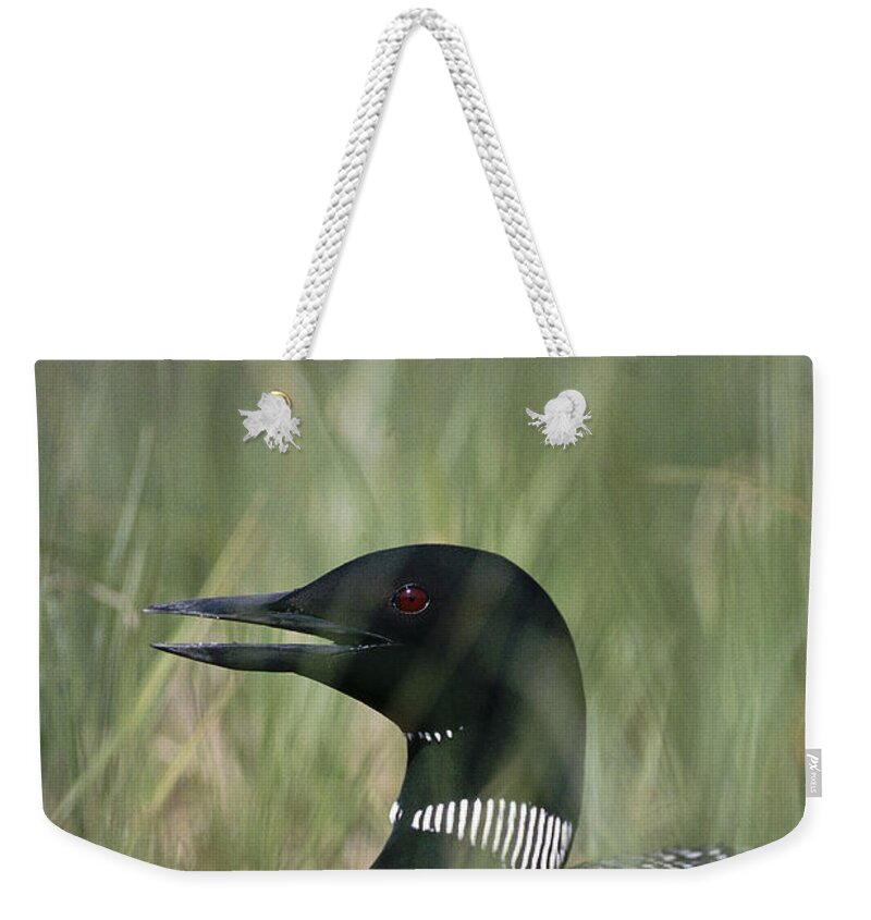 Feb0514 Weekender Tote Bag featuring the photograph Common Loon Incubating Eggs On Nest by Michael Quinton