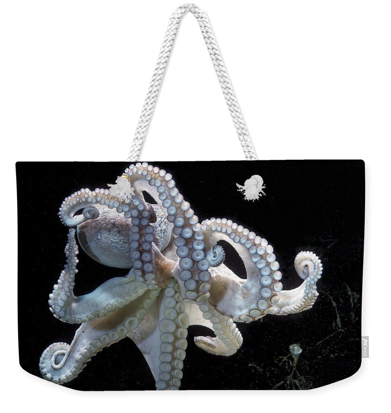 Common Octopus Weekender Tote Bag featuring the photograph Common Octopus by Jean-Michel Labat