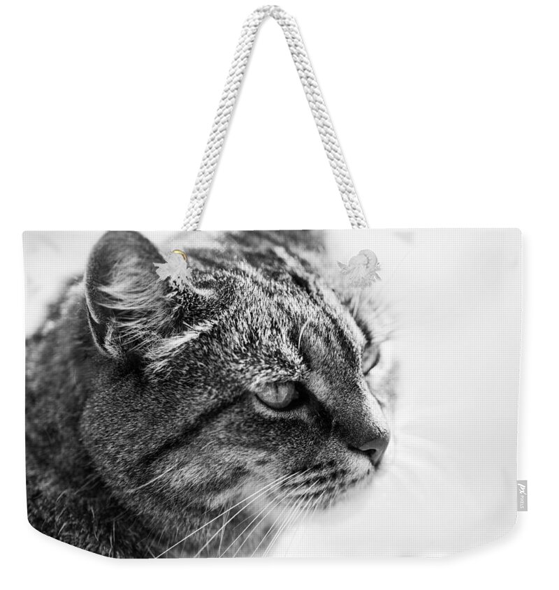 Cat Weekender Tote Bag featuring the photograph Concentrating Cat by Hakon Soreide